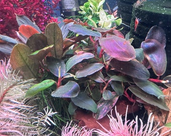 Bucephalandra Pandora Queen - Live Aquarium Plant