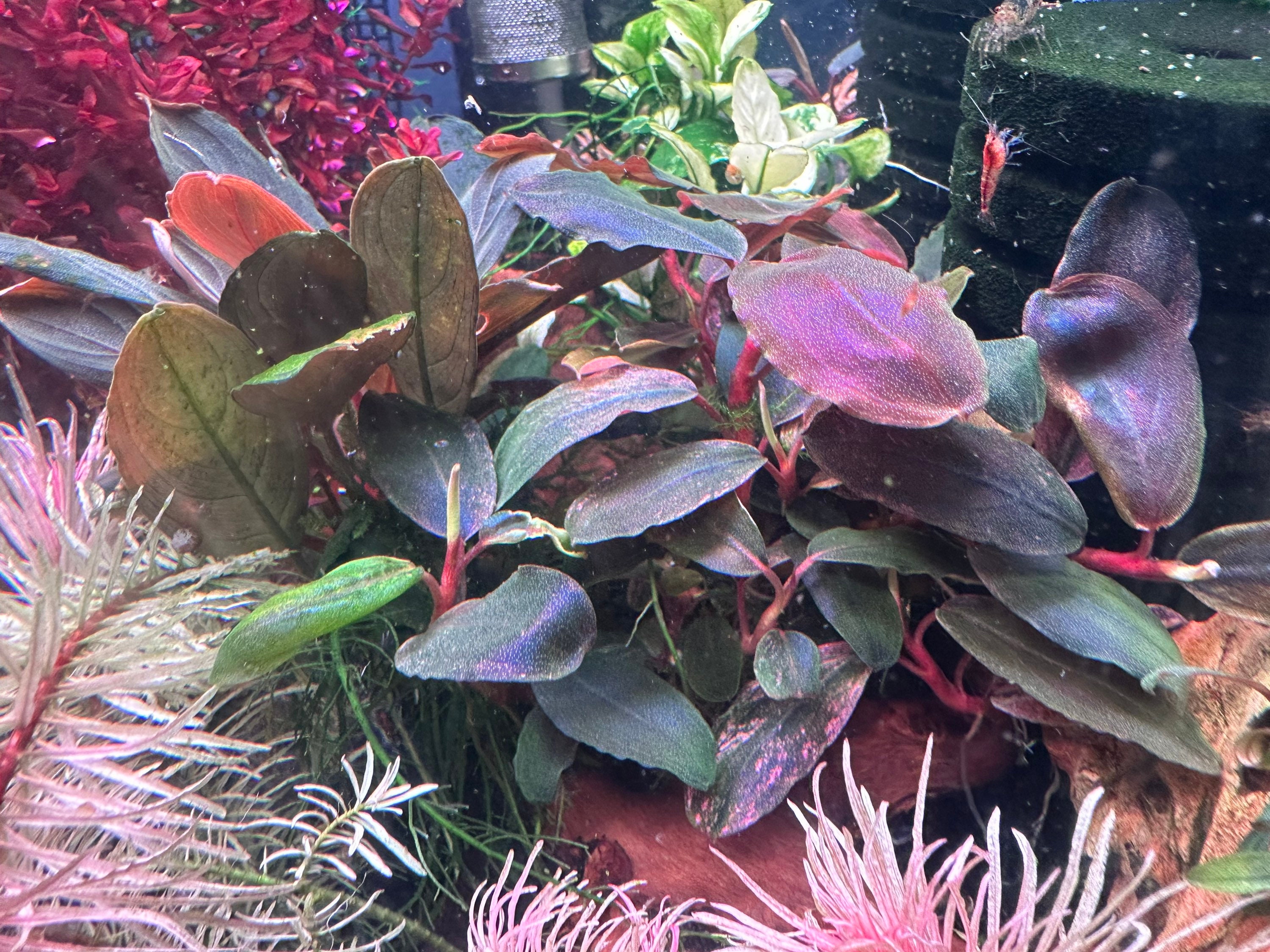 Bucephalandra Pandora Queen - Live Aquarium Plant - Etsy
