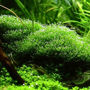 Riccia Flutans Live Aquarium Plant image 2