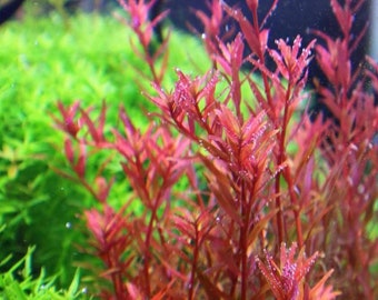 Rotala Sp Hra -  Live Aquarium Plant