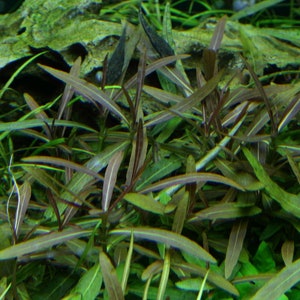 May include: Close-up of aquatic plants with long, slender, green leaves and reddish-brown stems. The plants are densely packed, creating a lush, textured appearance. The background features other green plants and a piece of wood.