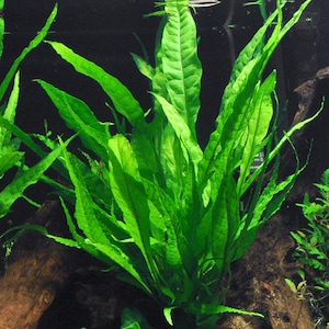 May include: A close-up of a green aquatic plant with long, narrow leaves. The plant is growing in a tank or pond.
