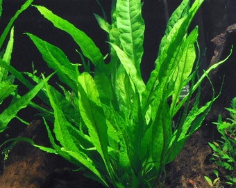 Java Fern - Live Aquarium Plant