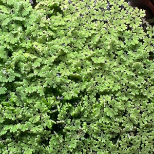 Azolla Fairy Moss - Live Aquarium Floating Plant