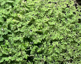 Azolla Fairy Moss - Live Aquarium Floating Plant