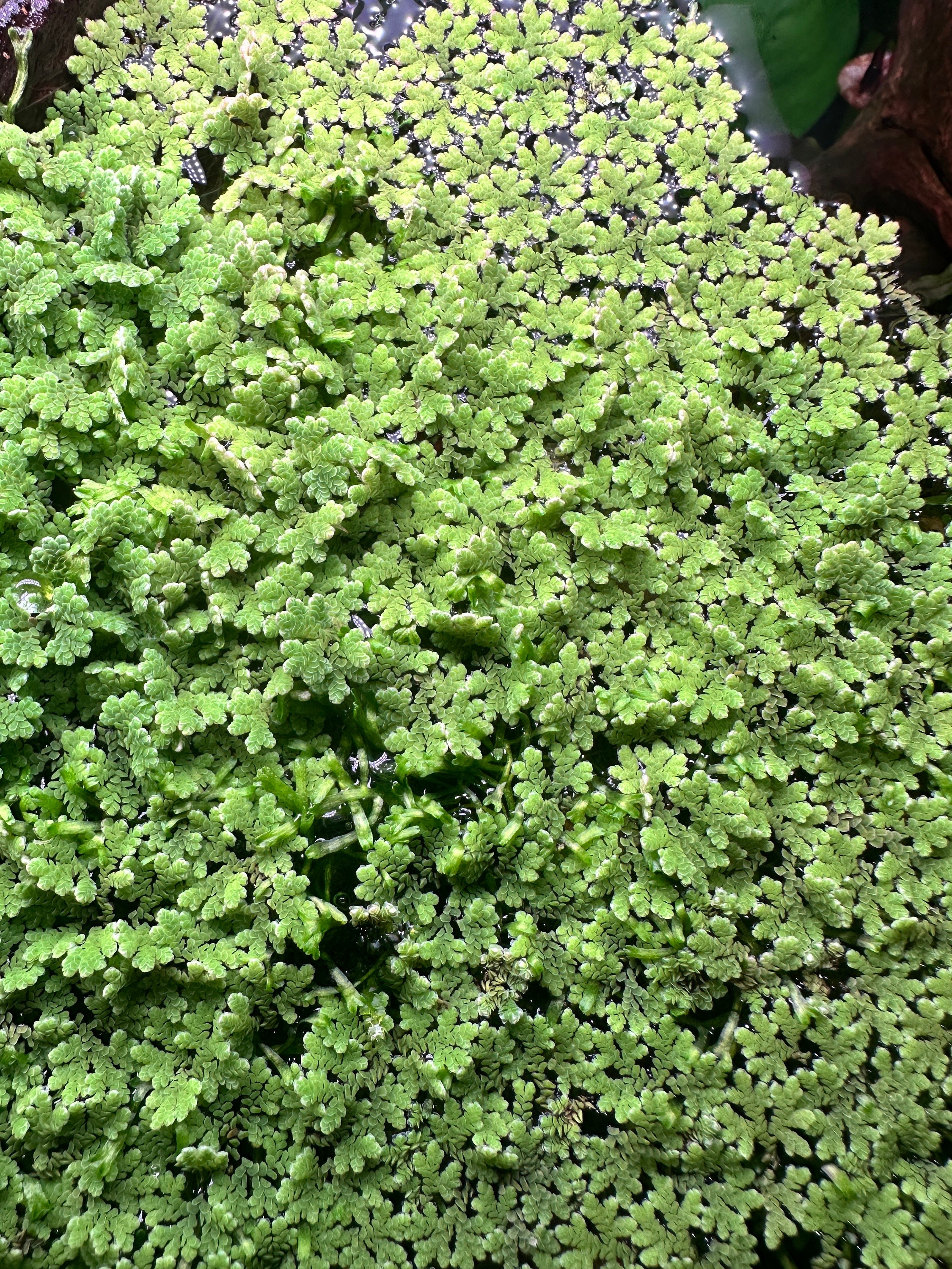 Azolla Fairy Moss - Live Aquarium Floating Plant