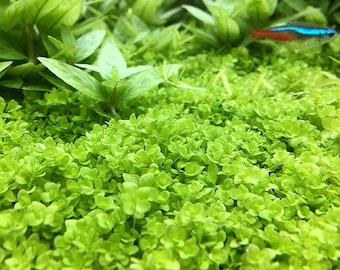 Micranthemum 'Monte Carlo' - Live Aquarium Plant