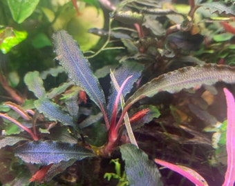 Bucephalandra Kedagang Red - Live Aquarium Plant