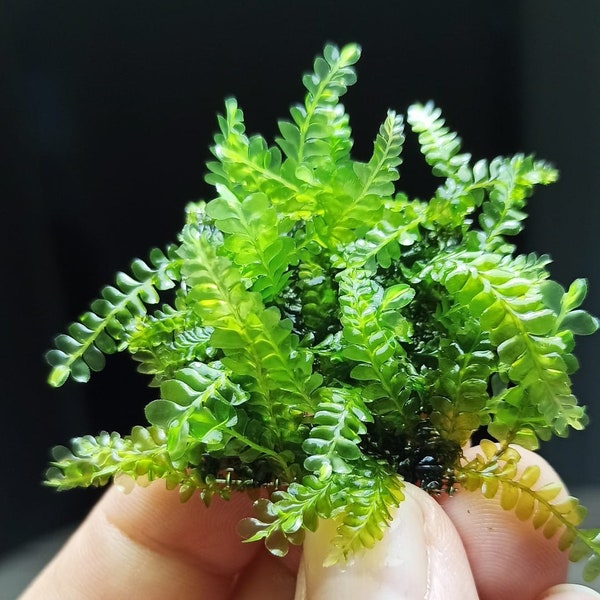 Plagiochilaceae "Cameroon" Moss - Submerged Grow Aquarium Live Plant