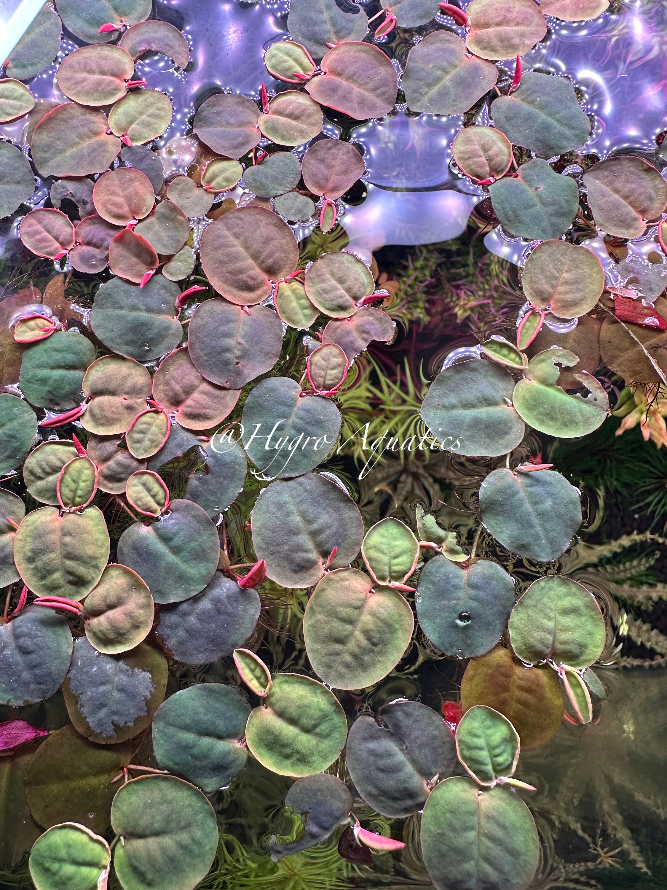 Aazon.co: 6 Plantas Flotador De Raíz Roja, Phyllanthus Fluitans