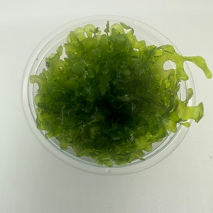 Subwassertang Round Pellia Moss - Live Aquarium Plant bild 2