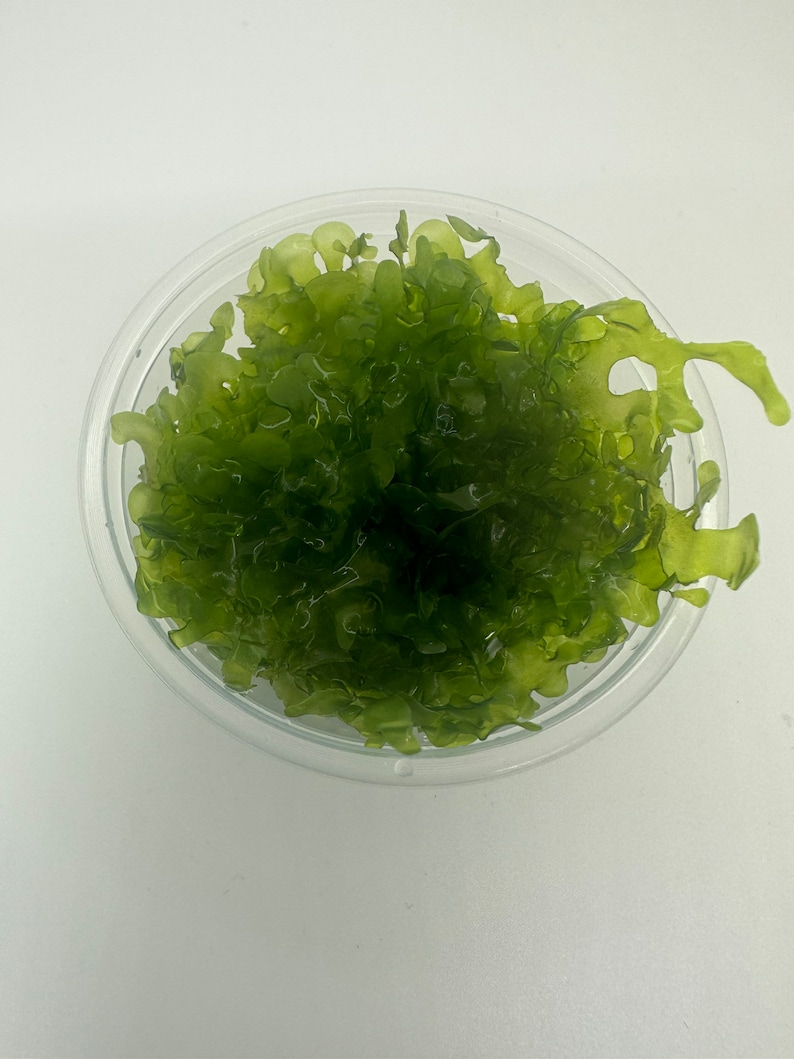 Subwassertang Round Pellia Moss - Live Aquarium Plant bild 2