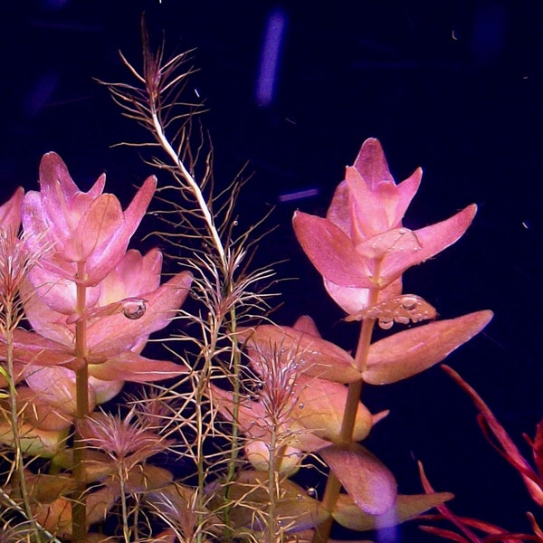Bacopa Colorata - Live Aquarium Plants