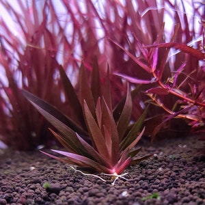 Xyris Sp Red - Live Aquarium Plant