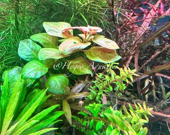 Ludwigia Ovalis - Live Aquarium Plant