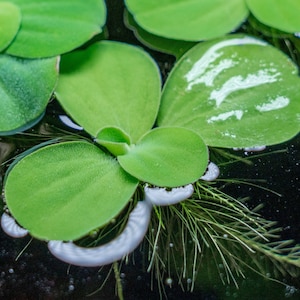 Dwarf Water Lettuce - Live Aquarium Floating Plant