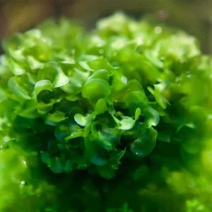 Subwassertang Round Pellia Moss - Live Aquarium Plant