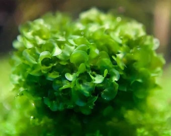 Subwassertang Round Pellia Moss - Live Aquarium Plant