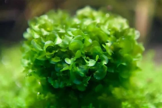 Subwassertang Round Pellia Moss - Live Aquarium Plant