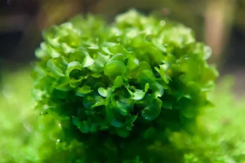 Subwassertang Round Pellia Moss - Live Aquarium Plant bild 1
