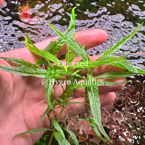 Staurogyne Porto Velho Live Aquarium Plant image 5