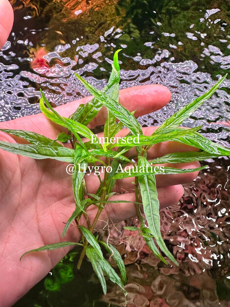 Staurogyne Porto Velho Live Aquarium Plant image 5