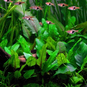 Cryptocoryne Wendtii Green - Live Aquarium Plant
