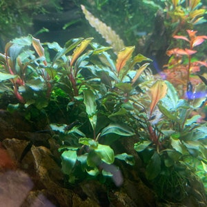 Bucephalandra Plants Live Aquarium Plant image 4