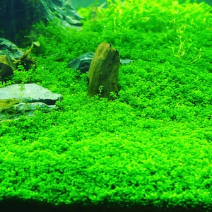 Hemianthus Callitrichoides (Dwarf Baby Tears)  -  Live Aquarium Plant