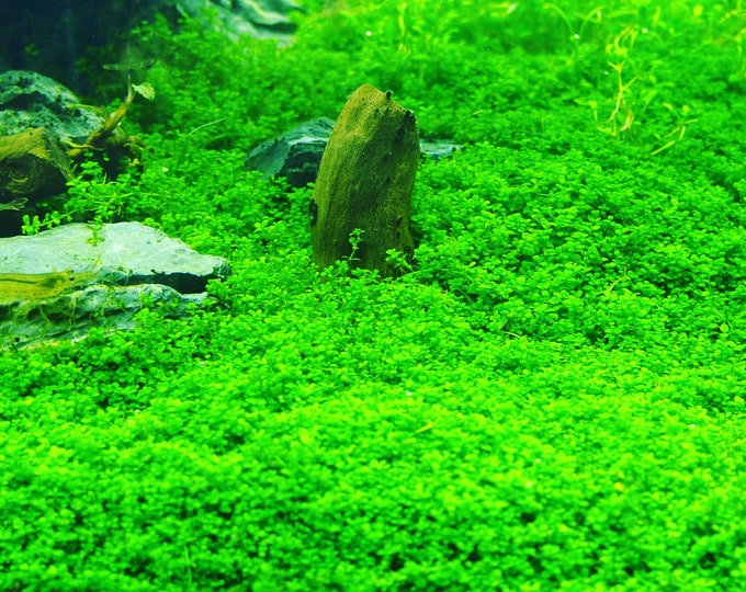 Aquarium Plants 3X Dwarf Baby Tears Hemianthus Callitrichoides Live ...