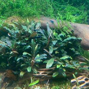 Bucephalandra Plants Live Aquarium Plant image 2