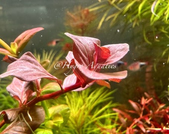 Ludwigia Ovalis Pink - Live Aquarium Plant