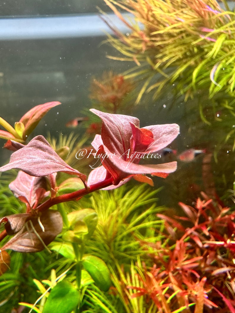 Ludwigia Ovalis Pink Live Aquarium Plant Etsy