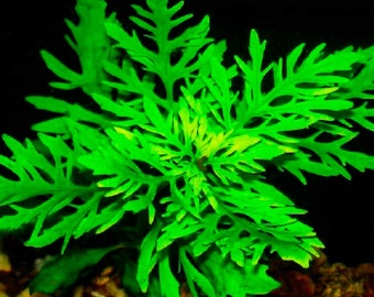 Hygrophila Difformis Water Wisteria - Live Aquarium Plants