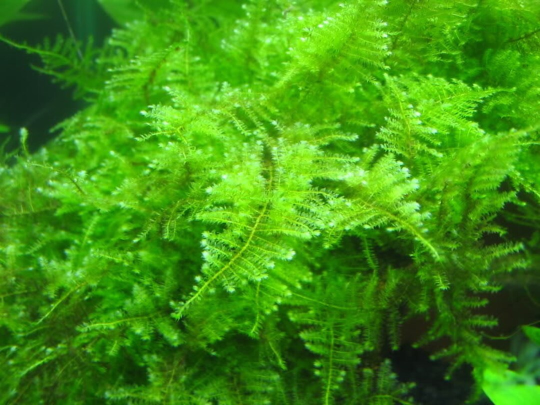 Mini Christmas Moss Submerged Grow Aquarium Live Plant Etsy