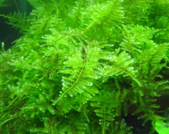 Mini Christmas moss - Submerged Grow Aquarium Live Plant