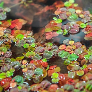 Phyllanthus Fluitans Red Root Floater - Live Aquarium Plant