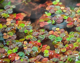 Phyllanthus Fluitans Red Root Floater - Live Aquarium Plant