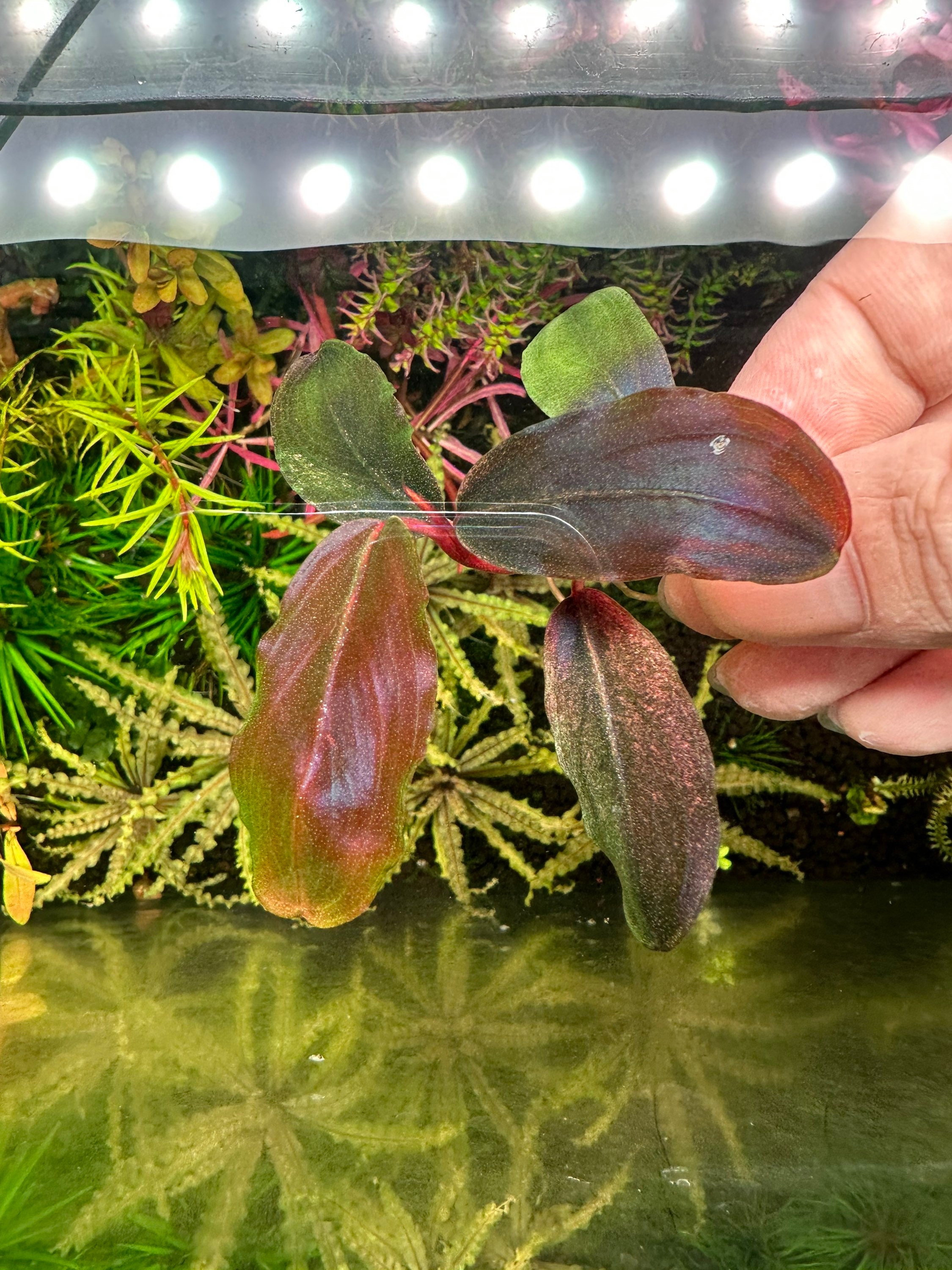 Bucephalandra Pandora Queen - Live Aquarium Plant - Etsy
