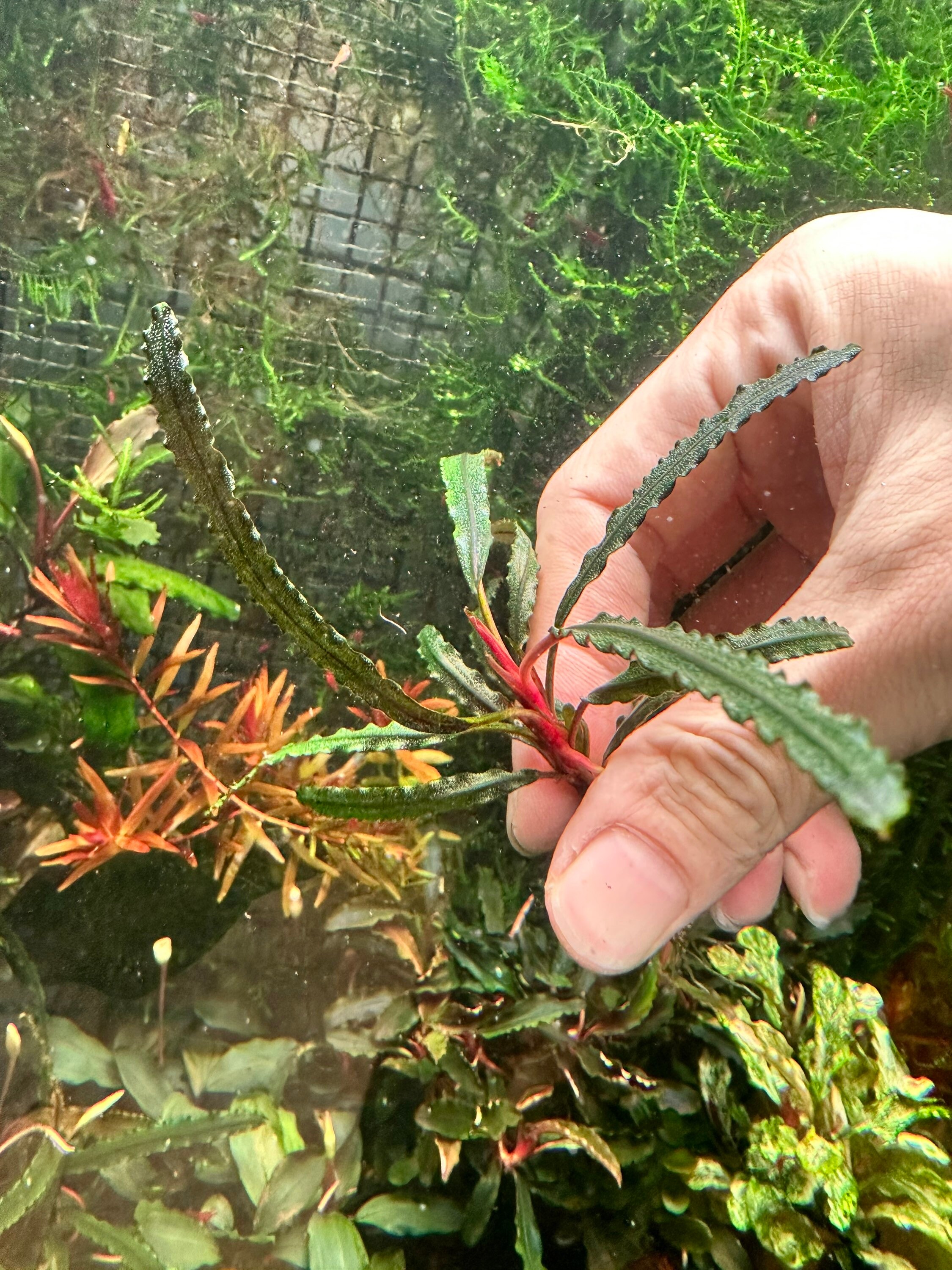 ブセファランドラ sp カユラピス1 ブセファランドラsp．カユラピス - グラスゲート