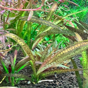 Vallisneria Spiralis Leopard - Live Aquarium Plant