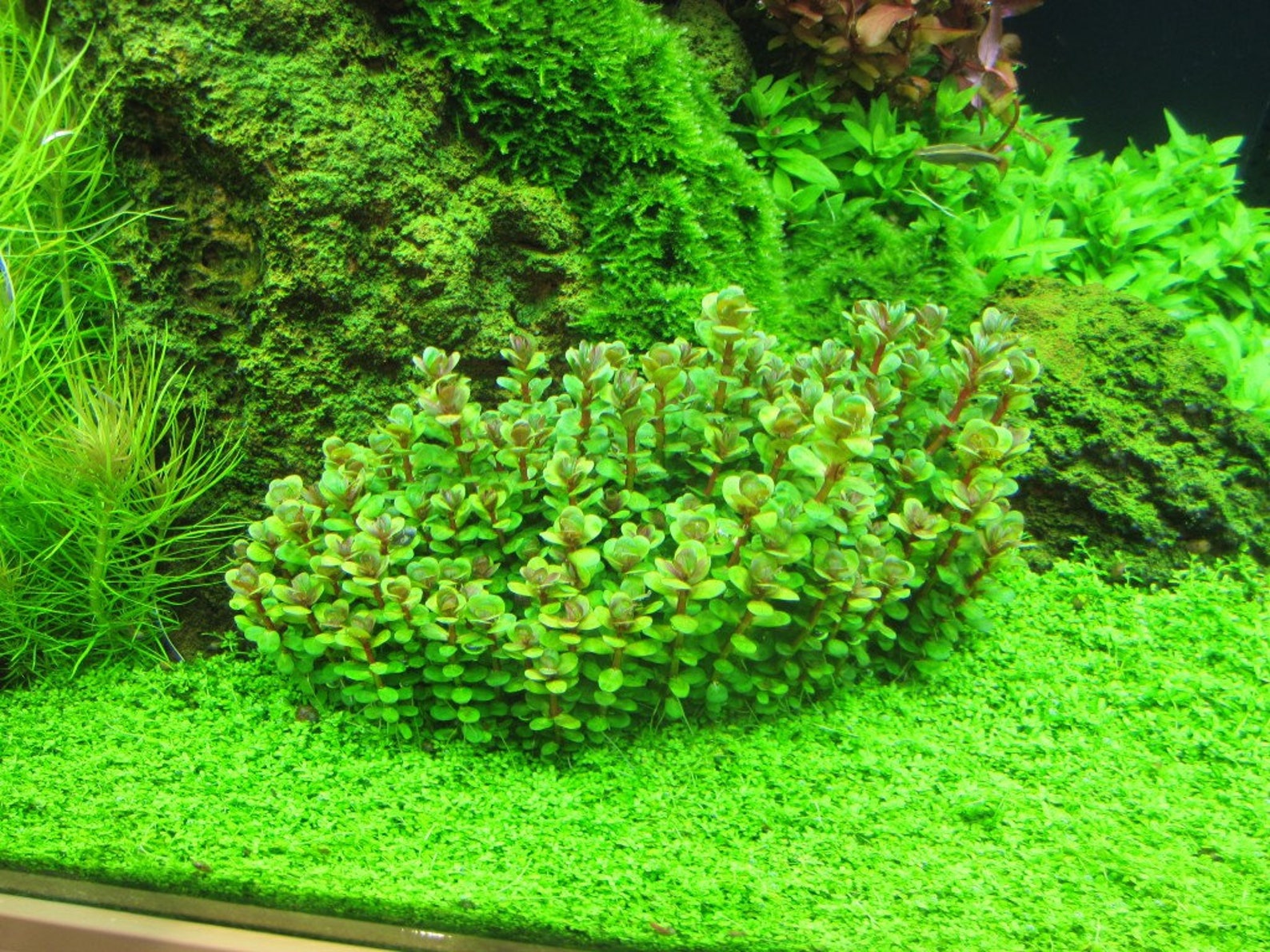Rotala Indica 'Bonsai' Submerged Grow Aquarium Live Etsy