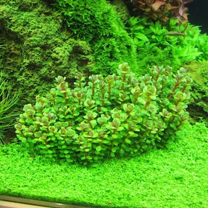 Rotala Indica 'Bonsai' - Live Aquarium Plant