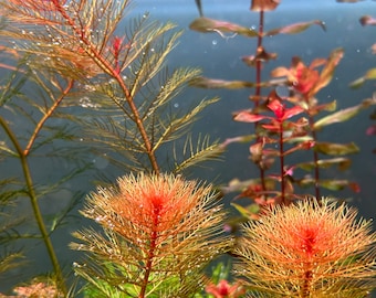 Myriophyllum Tuberculatum Red - Live Aquarium Plants