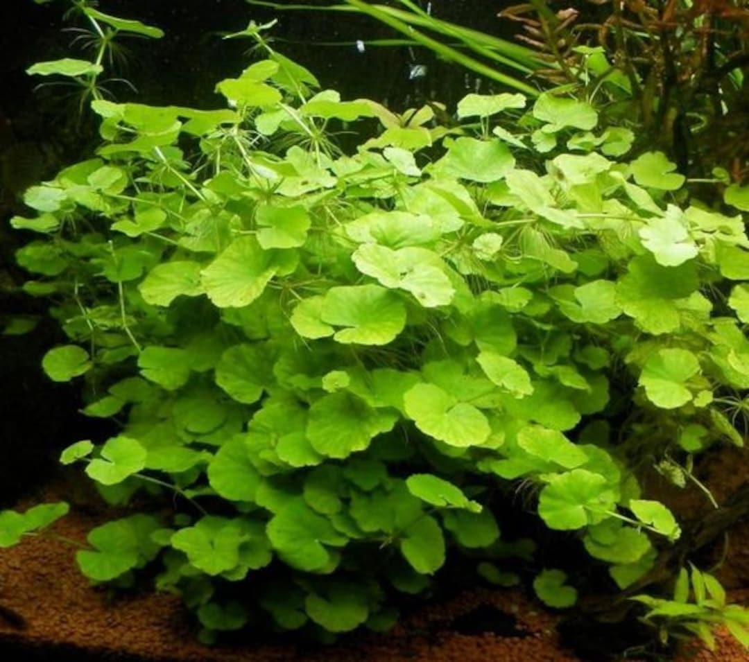 Hydrocotyle Leucocephala Live Aquatic Plant Etsy hydrocotyle-leucocephala-live-aquatic-plant-etsy