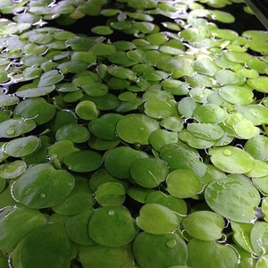 May include: A close-up view of a body of water covered in small, round, bright green aquatic plants. The plants have a smooth texture and are densely packed together, creating a vibrant, natural pattern. Some leaves have small water droplets.