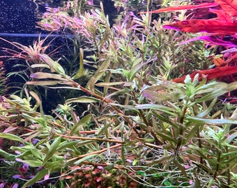 Rotala Macrandra 'Bangladesh' - Live Aquarium Plants