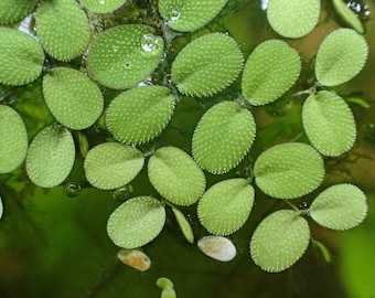 Salvinia Minima - Live Aquarium Floating Plant