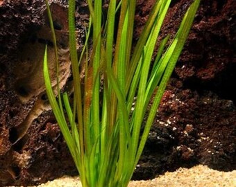 Vallisneria Rubra - Live Aquarium Plant