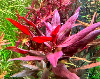 Ludwigia Peruensis - Live Aquarium Plants